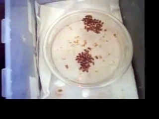 P. murinus (OBT) slings