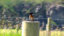 Stonechat Bird Chirping and Singing - Birds in Cornwall England
