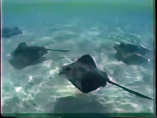 steve irwin death video FLASH