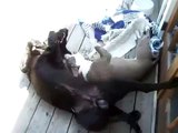 female 40 pound pit bull wrestles with 100 male black lab