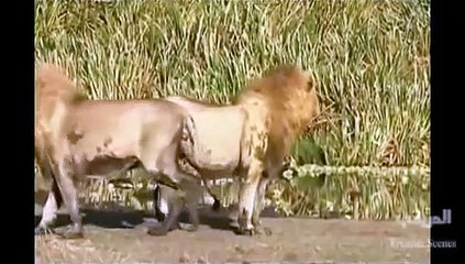 مشاهد مثيرة عندما يغضب الأسد