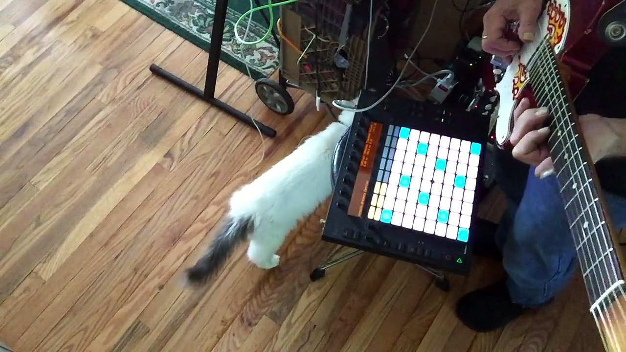 Children's Song & Feline Electronica - Skootch on Solo