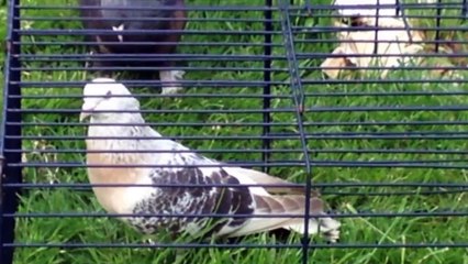 Turkish & Indian Fantails