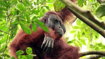Donna vertelt waarom de orang-oetan hulp nodig heeft