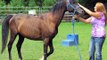 Rescue Arabian Horses from Gray Mare Farms Indiana