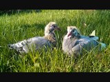 Hodowla Proboscz - gołębie pocztowe, tauben, paloma, pigeon pzhgp
