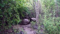 Giant Tortoise Displays Dominance in the Galápagos