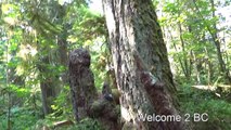 Big Trees, MacMillan Provincial Park, Vancouver Island, BC