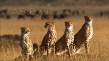African Cats --> Movie Clip..!!