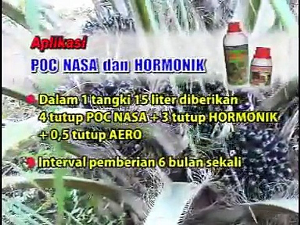 CARA MENINGKATKAN PANEN KELAPA SAWIT