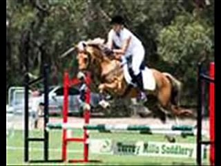 X.x horse cruelty X.x