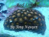 Saltwater aquarium fish tank Reef Living ( Huge Clam tank!)