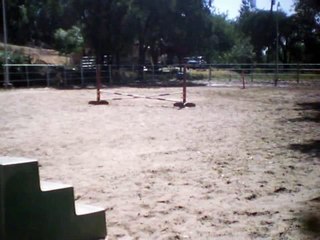 Whoever said Quarter Horses can't Jump Didn't Mean It!