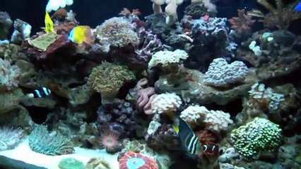 Amazing coral reef, home aquarium.