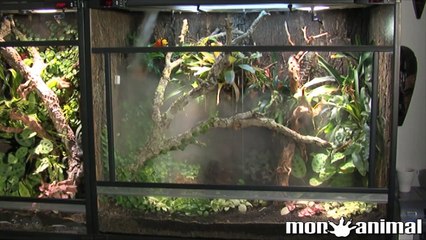 Lucky Reptile Iluminación