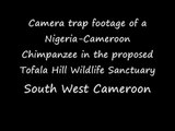 First Ever Camera Trap Footage of a Chimpanzee in the proposed Tofala Hill Wildlife Sanctuary