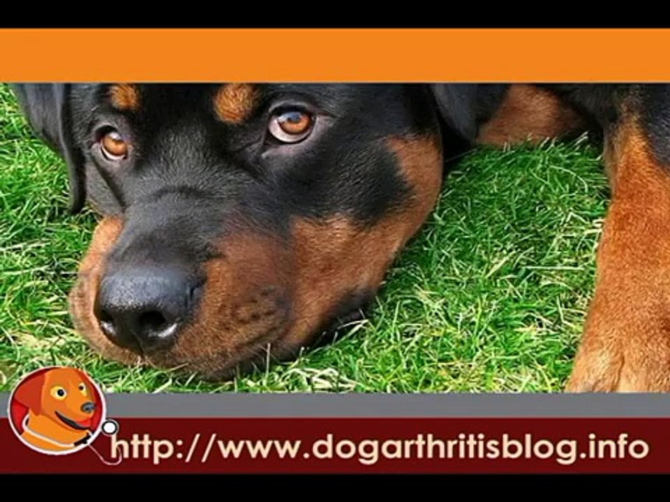 Elbow Dysplasia Diagnosis In Young Dogs to Avoid Dog Arthritis