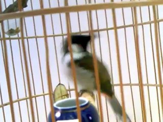 chào mào mồi hay.3gp