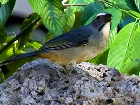 Aves do Brasil - O canto harmonioso do Trinca-Ferro ou Picharro.