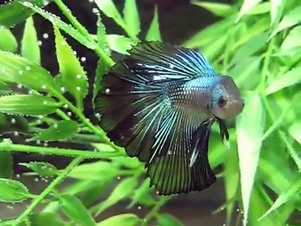 Black Lace Halfmoon Betta