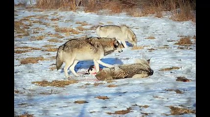 Alpha Rolls in Wolves