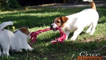 BIMBA & LOLA...Jack Russell Terrier Puppies