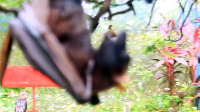Giant Bats of the Philippines Known As Flying Foxes (Boracay Island)