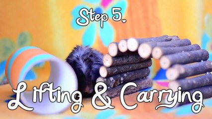 Tame A Hamster - Cara Menjinakan Hamster