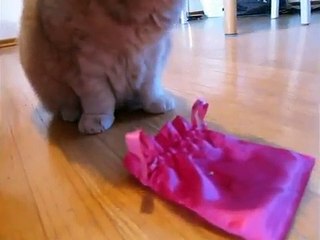 Cat bath! How to wash a cat, cleaning cats with towel baths. Catnip, Scottish Fold stretch yoga pose