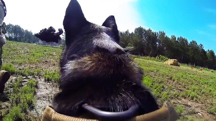 Navy SEAL & K9 Demo-BattleFrog Series