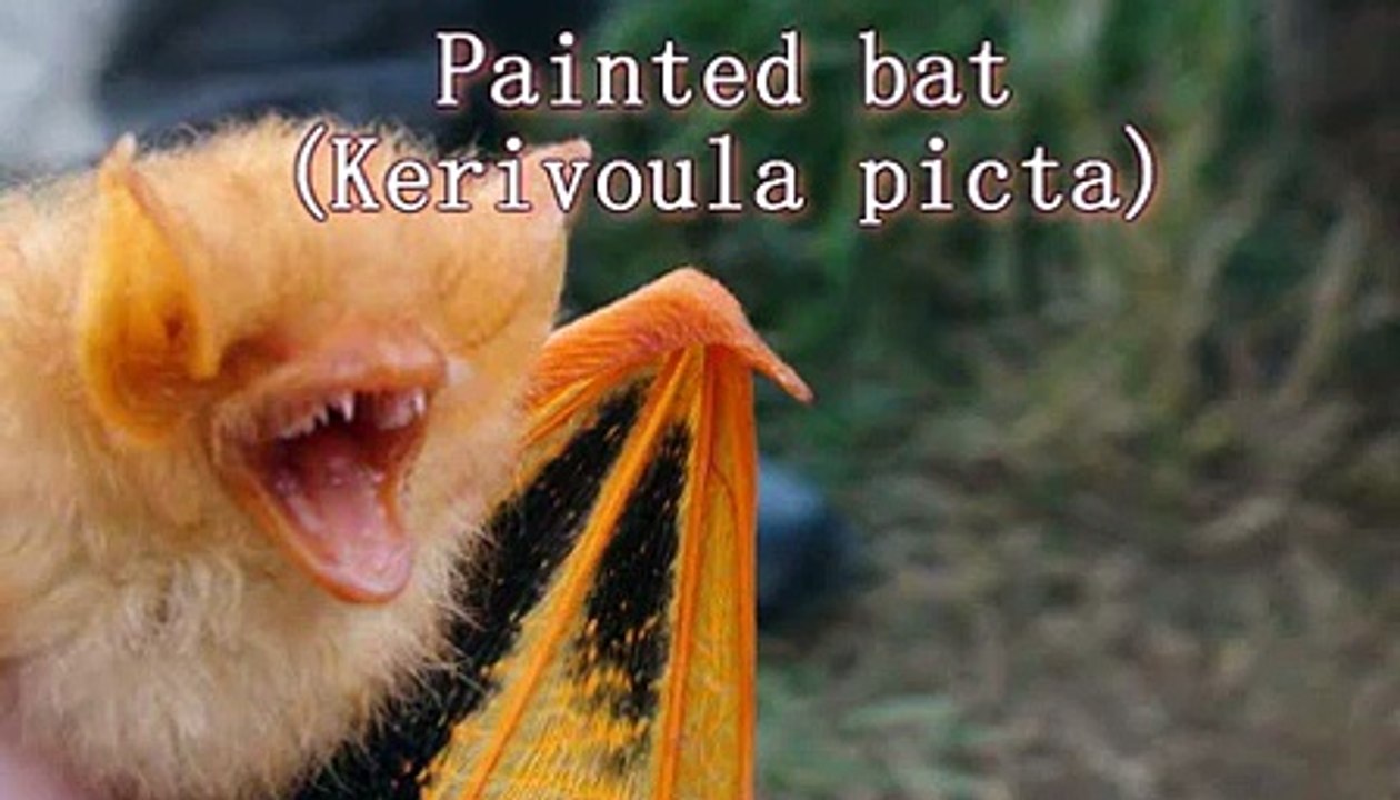 Painted bats Thailand