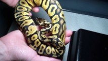 Ball Python Feeding #5 and Update