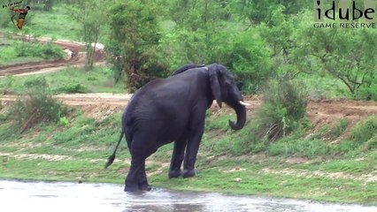 Bull Elephants Play At Scotia Dam