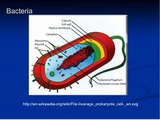 Bacteria, Viruses, Mycoplasma and fungus -Pneumonia