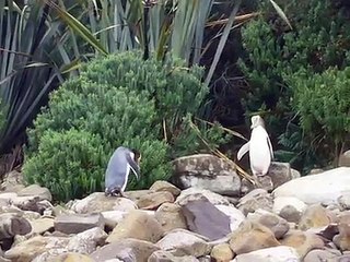 Rare penguins in New Zealand