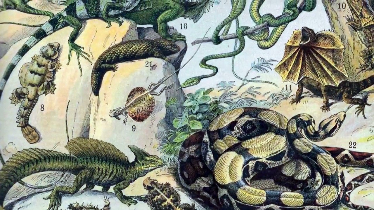 Anaconda The Educational Version Hd Video