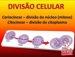 Divisão Celular: Processo e Importância 🧬