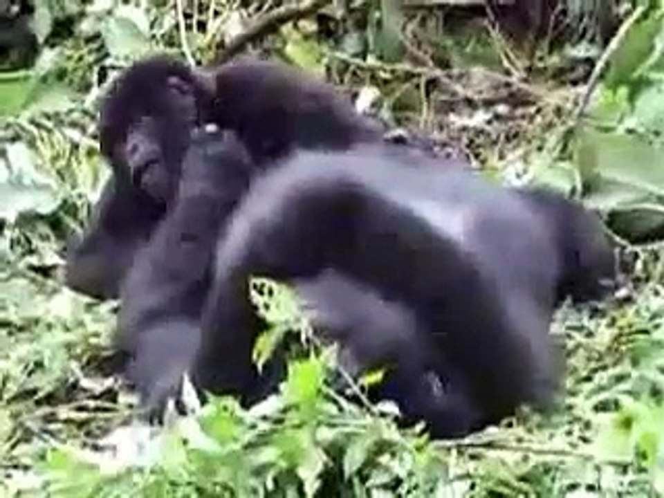 Gorillas