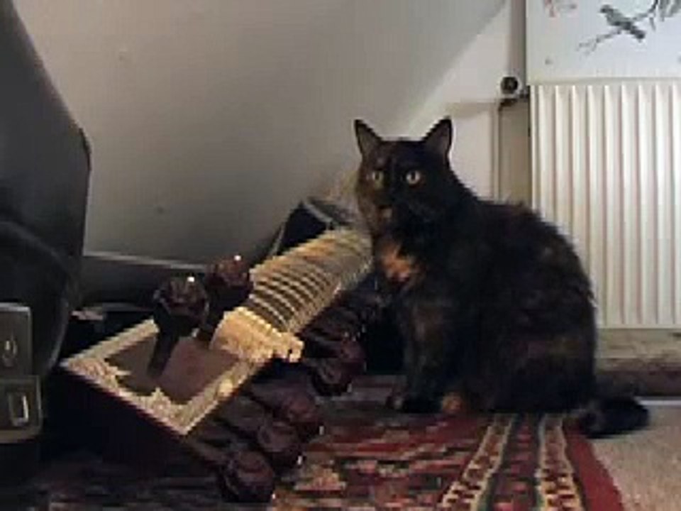 cat plays sitar - day and night