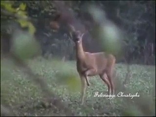 Aboiement du chevreuil.wmv