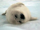 Harp Seal (sleeping baby) 2