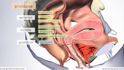 Clinical Reproductive Anatomy - Uterus - 3D Anatomy Tutorial