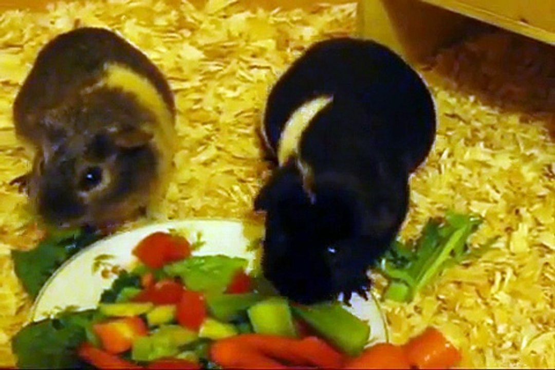 Guinea Pigs - Eating Vegetables