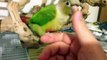 Morning wake up call, green cheek conure and pied cockatiel