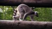 Ring Tailed Lemurs at the San Diego Zoo Safari Park