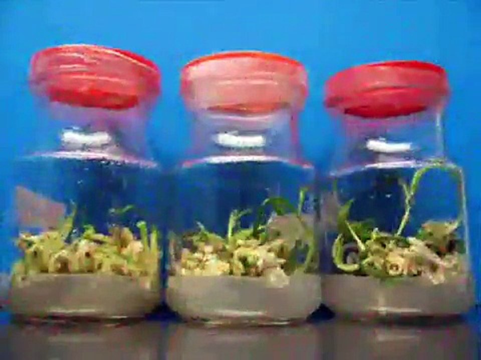 date palm  tissue culture