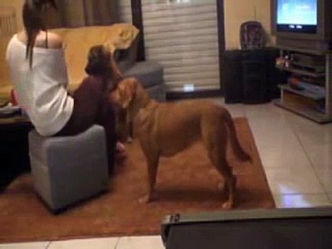 Pritsa & Bella clicker training (2)