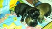 Tibetan Spaniel - Siriellas C - litter - Two weeks old puppies