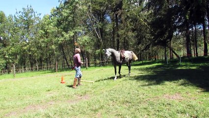 Doma de Caballos