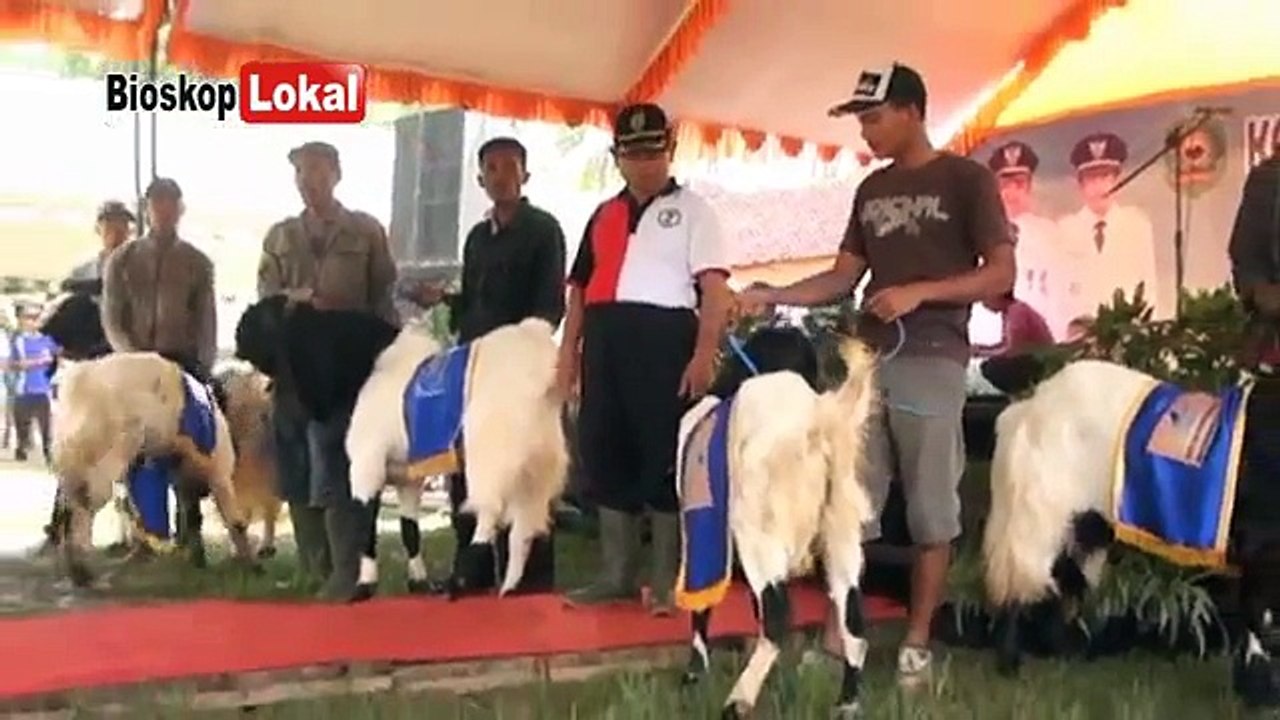 Inilah Kontes Kecantikan Kambing PE (ETAWA) - Pemenang Naik Karpet Merah
